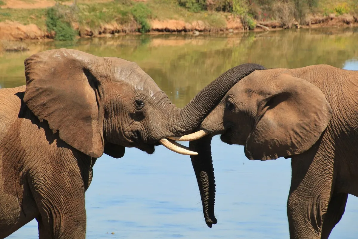 A-5 Day Safari to Tarangire Serengeti and Ngorongoro